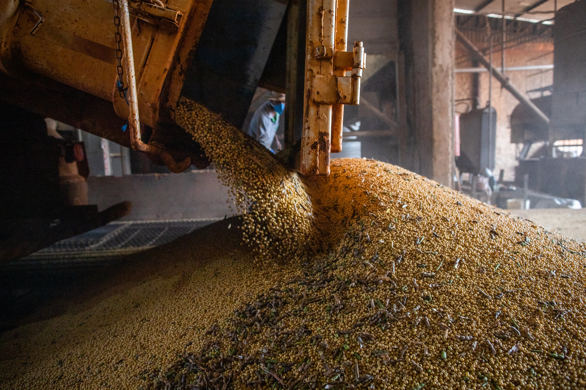 Produção brasileira de grãos deve aumentar apesar do El Niño