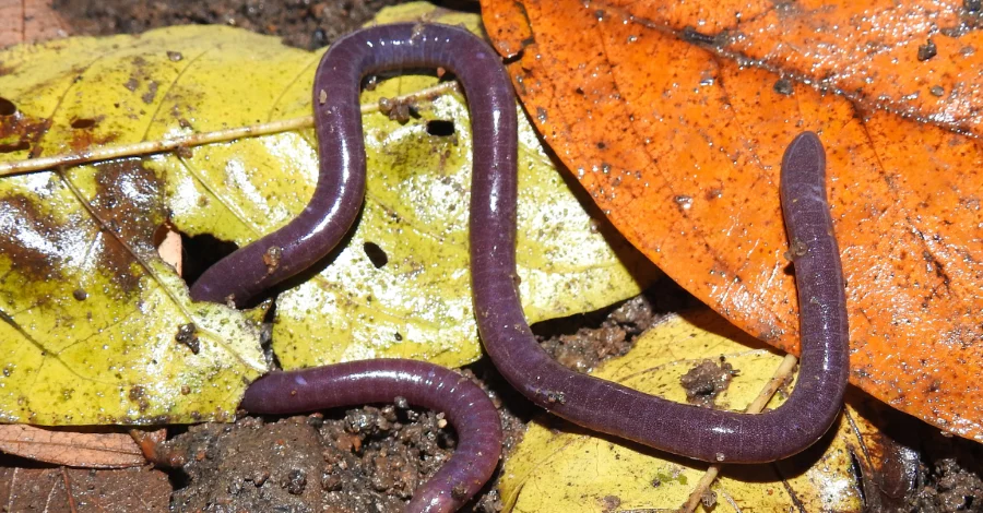 Nova cobra-cega homenageia o nome mais popular do Brasil