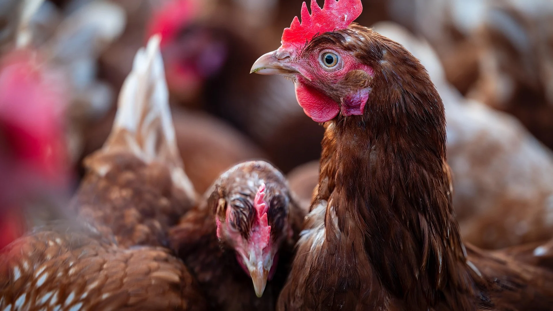 México suspende importação de aves do Brasil por Newcastle em SC