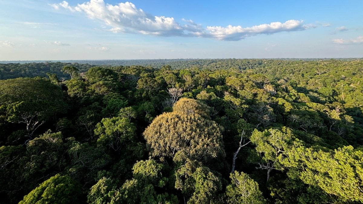 Desmatamento na Amazônia cai ao menor patamar histórico em 2025