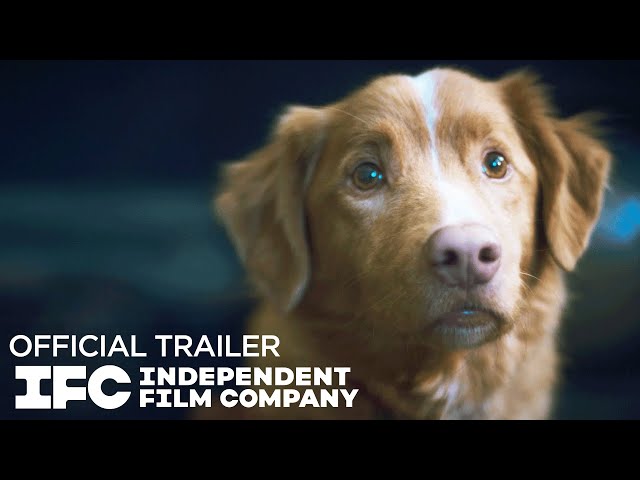 “Good Boy”: terror com cachorro como protagonista ganha trailer