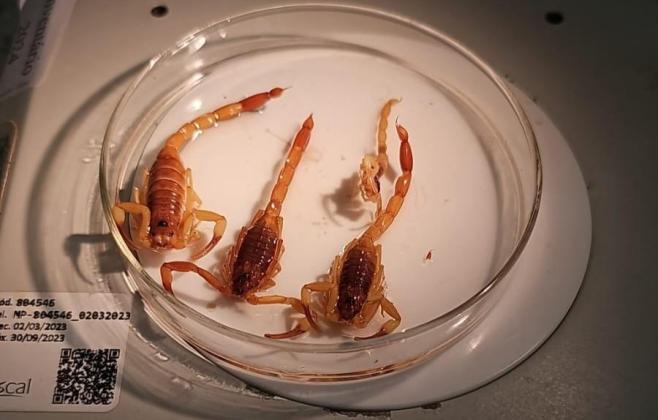MT registra 3.860 acidentes com animais peçonhentos