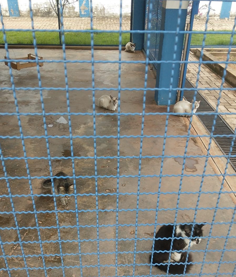 Com lotação, CIBEAR faz alerta à sociedade quanto ao abandono de animais – Prefeitura Municipal de Rondonópolis