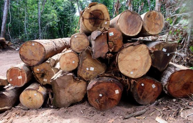 Exploração de madeira em Mato Grosso está proibida até 1º de abril
