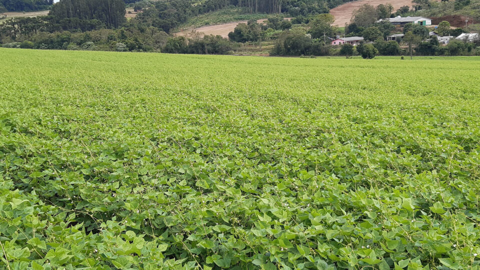 40% do feijão brasileiro vem de sementes do Paraná: como o estado virou líder em melhoramento genético