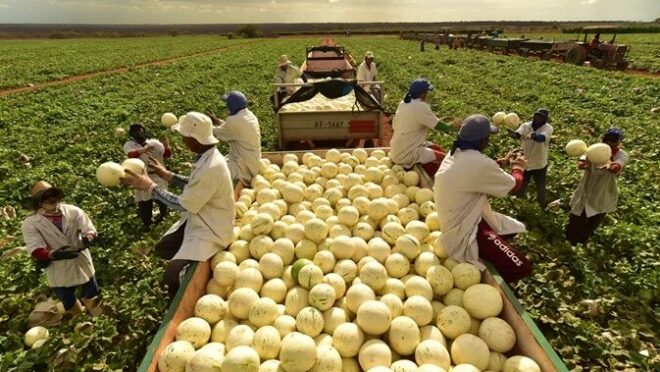 A fazenda brasileira que colhe 1 milhão de melões por dia e abastece a Europa