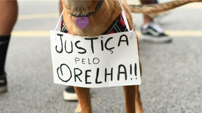 O que explica a comoção nacional pelo cão Orelha?