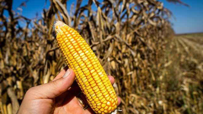 Etanol de milho: o combustível que impulsiona o agronegócio no Brasil