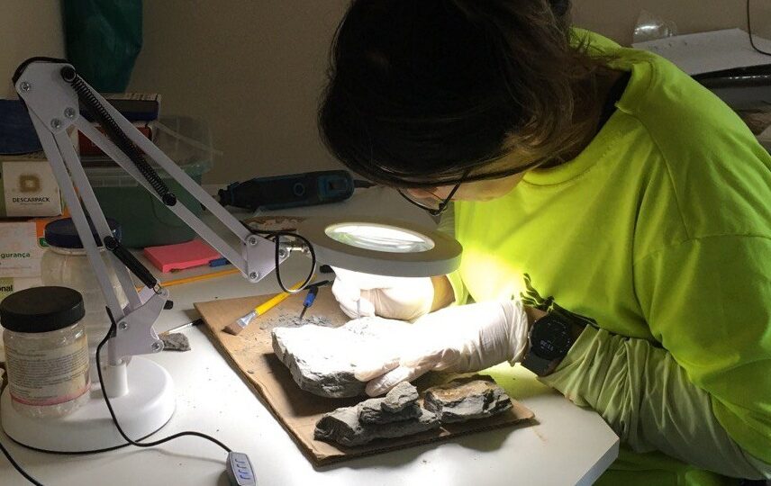 Por que fósseis marinhos foram encontrados no interior do Paraná?