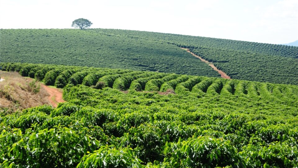 Minas deve produzir quase metade do café do Brasil em 2026