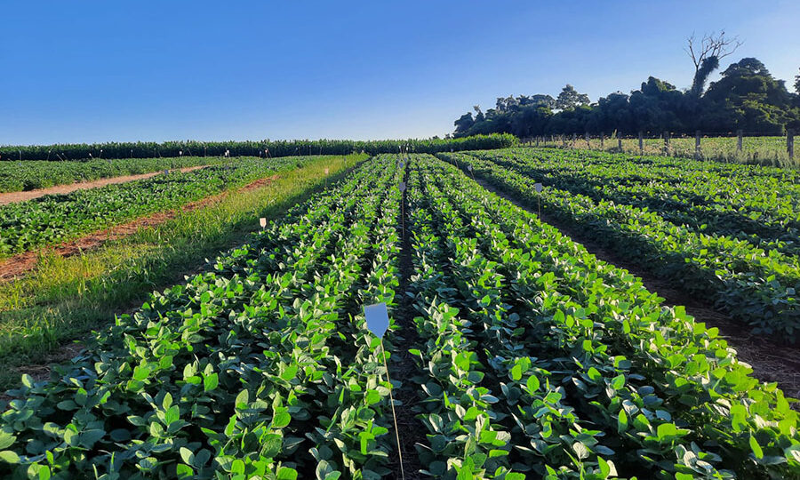 Como dejetos de porcos podem substituir fertilizantes importados no Brasil?