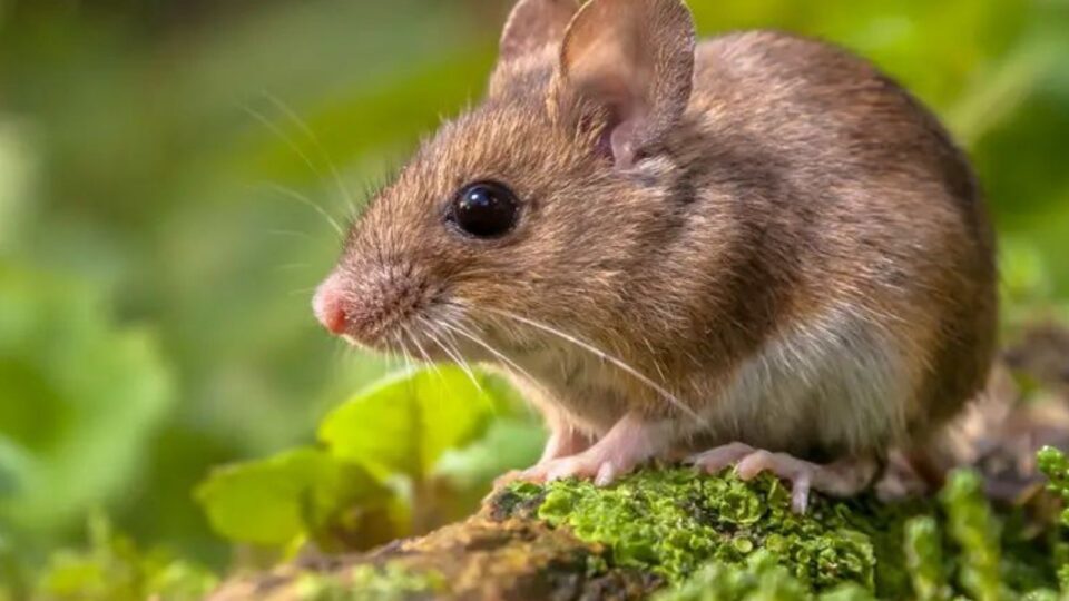 Santa Catarina registra um caso de hantavirose no ano e afasta risco de transmissão entre pessoas