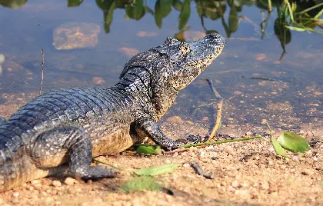 Comissão da AL avança em projetos para proteção do Pantanal, da fauna e dos recursos hídricos