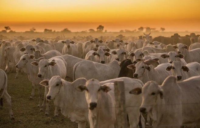 Mato Grosso registra maior crescimento do país no abate de bovinos no 1º trimestre de 2026