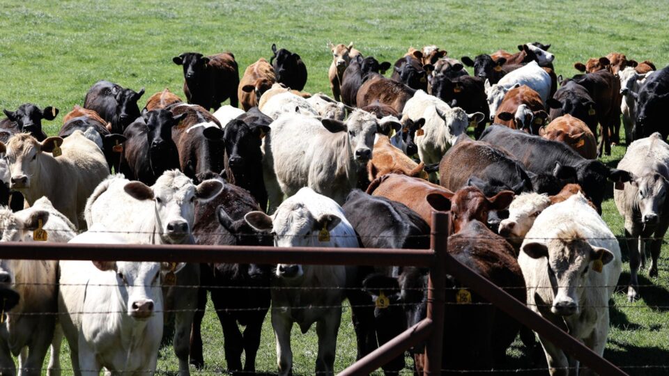 Parasita mortal é identificado em gado nos EUA e acende alerta na produção de carne