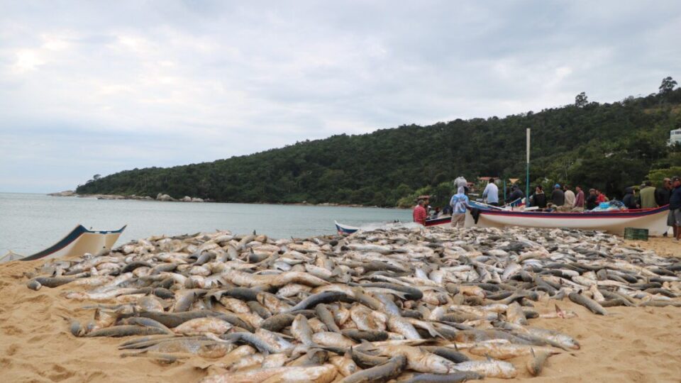 Prefeituras, pescadores e Senado reagem à proibição federal do arrasto da tainha em SC