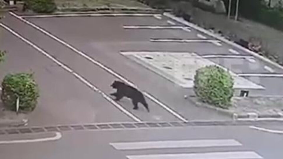 Urso é capturado no Japão dois dias após provocar fechamento de 100 escolas