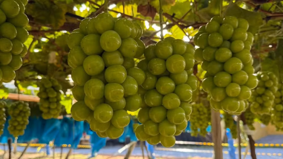 R$ 40 por quilo: interior de SP produz uva “gigante” mais doce que cana-de-açúcar