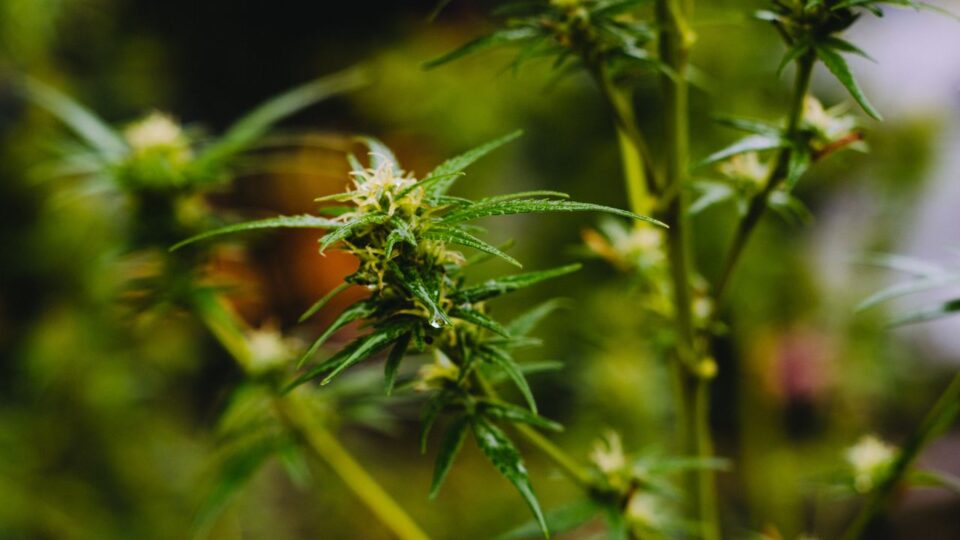 Novas regras da Anvisa para cultivo de Cannabis começam a valer